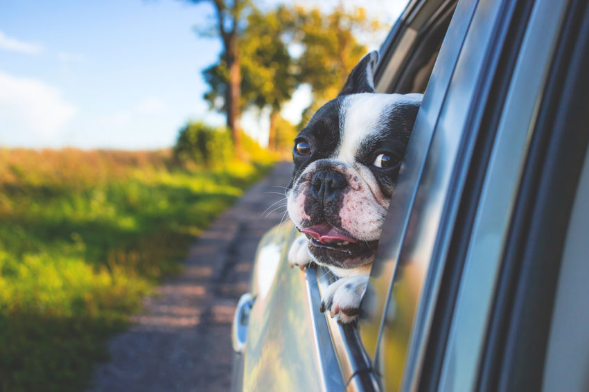 When you're as adorable as this, you expect a car that's canine-capable. 
