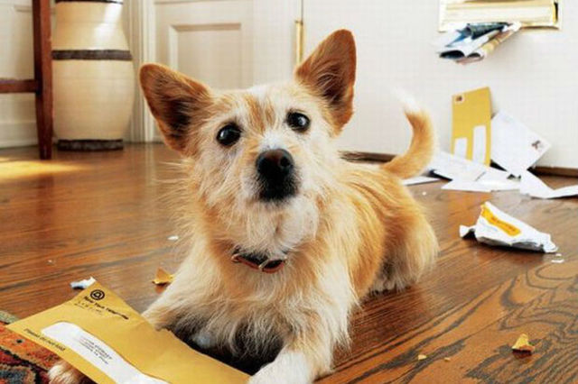 "My dog ate the reminder letter" isn't a valid excuse for driving an untaxed vehicle