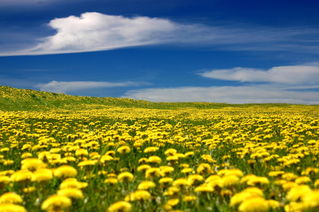 Tyre companies are looking into new sources of rubber: According to Continental, the first test tyres featuring rubber compounds made from dandelion rubber are due to be trialled on public roads in around 2015.